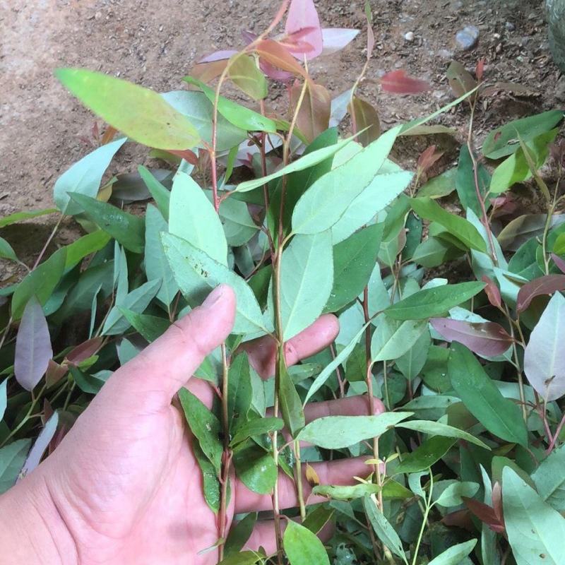 29桉树苗速生桉苗树苗第一代3229生长快直造林苗经济树