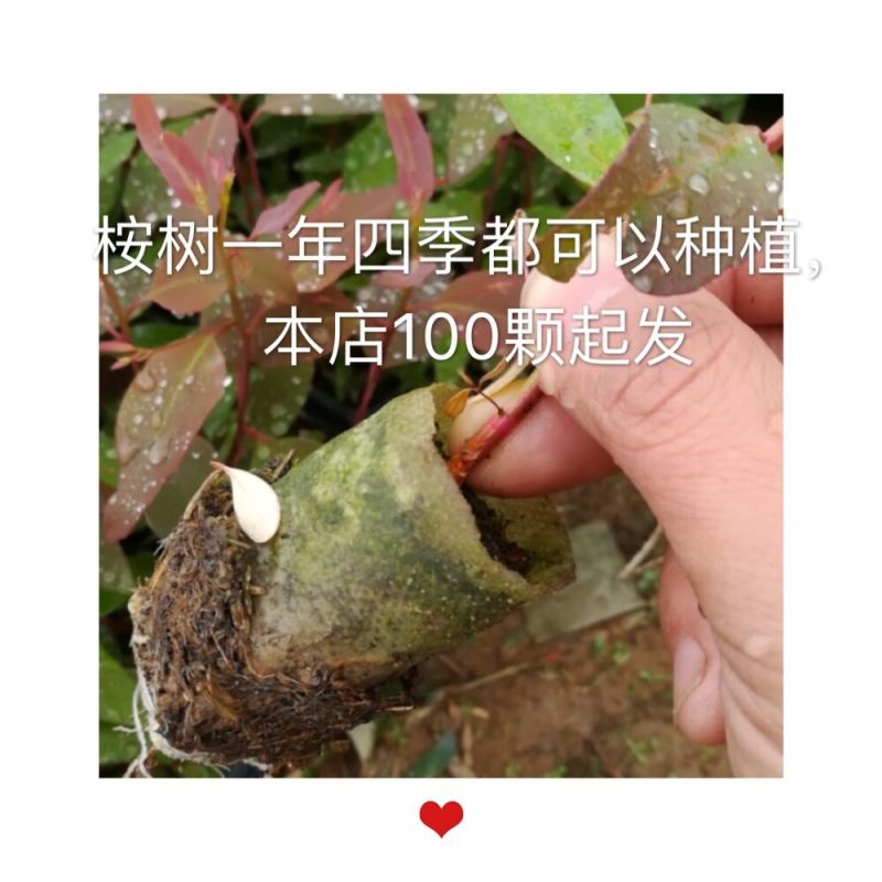 29桉树苗速生桉苗树苗第一代3229生长快直造林苗经济树