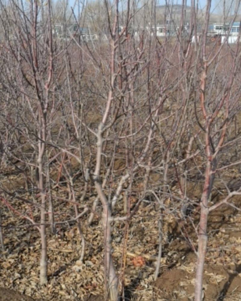 矮化寒富苹果树苗，基地直供，保证纯度，提供技术指导，量大