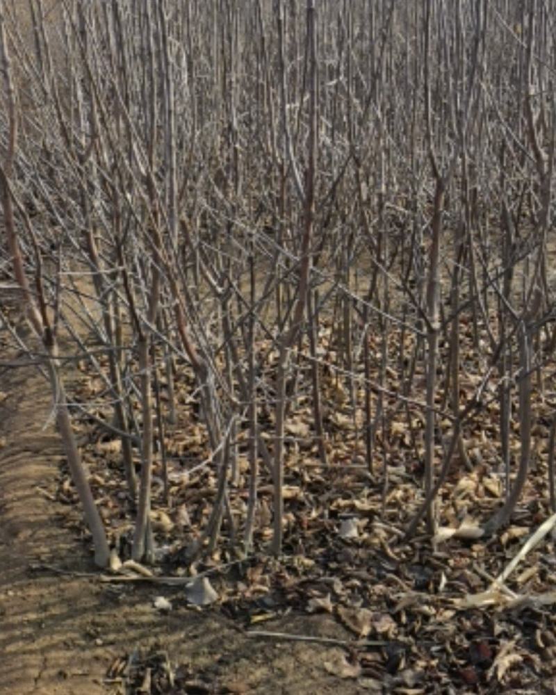 矮化寒富苹果树苗，基地直供，保证纯度，提供技术指导，量大