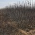 矮化寒富苹果树苗，基地直供，保证纯度，提供技术指导，量大