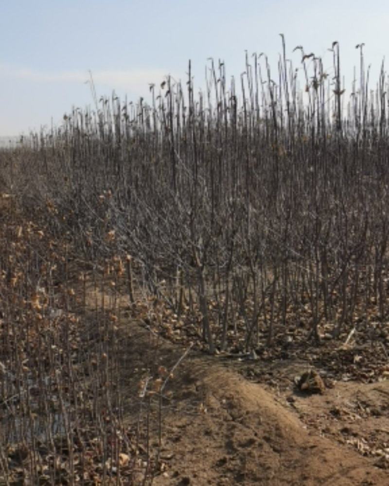 矮化寒富苹果树苗，基地直供，保证纯度，提供技术指导，量大