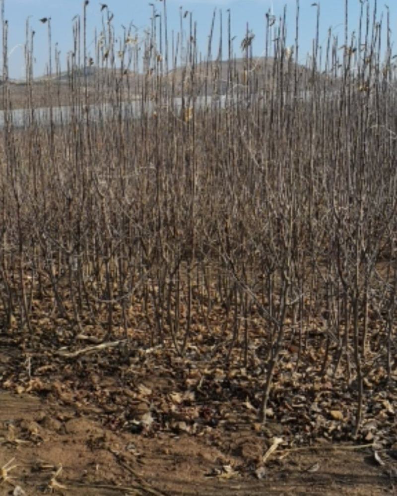 矮化寒富苹果树苗，基地直供，保证纯度，提供技术指导，量大