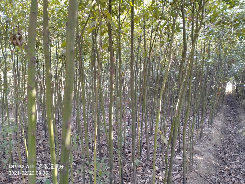2到5公分香樟苗质量如图