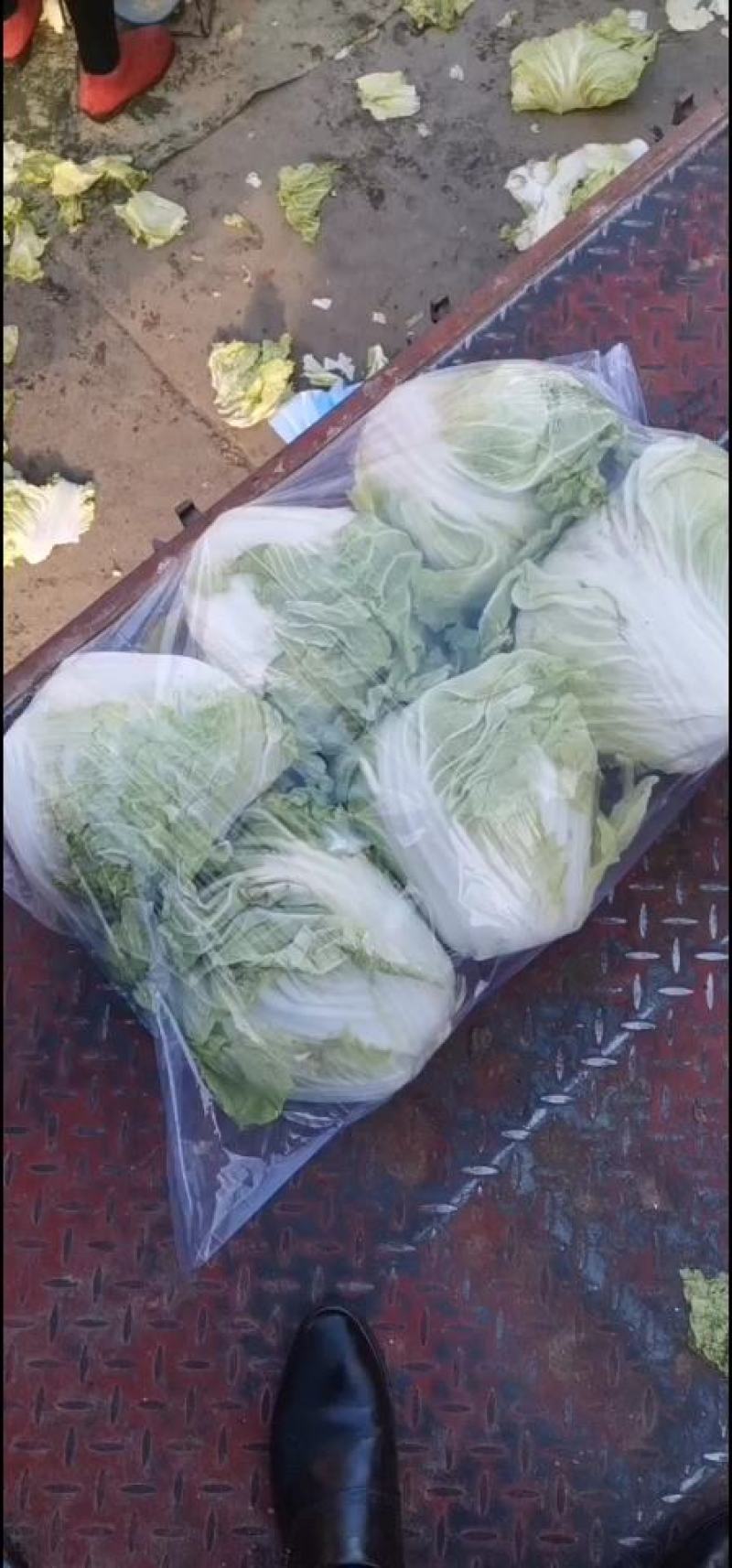 【白菜】河南大白菜大量上市产地直发一手货源可视频看货电联