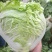 【白菜】河南大白菜大量上市产地直发一手货源可视频看货电联
