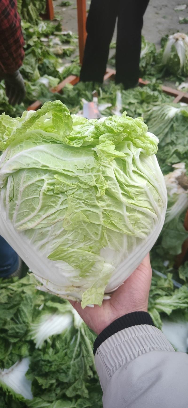 【白菜】河南大白菜大量上市产地直发一手货源可视频看货电联