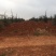 云南曲靖沾益150亩种植土地出租