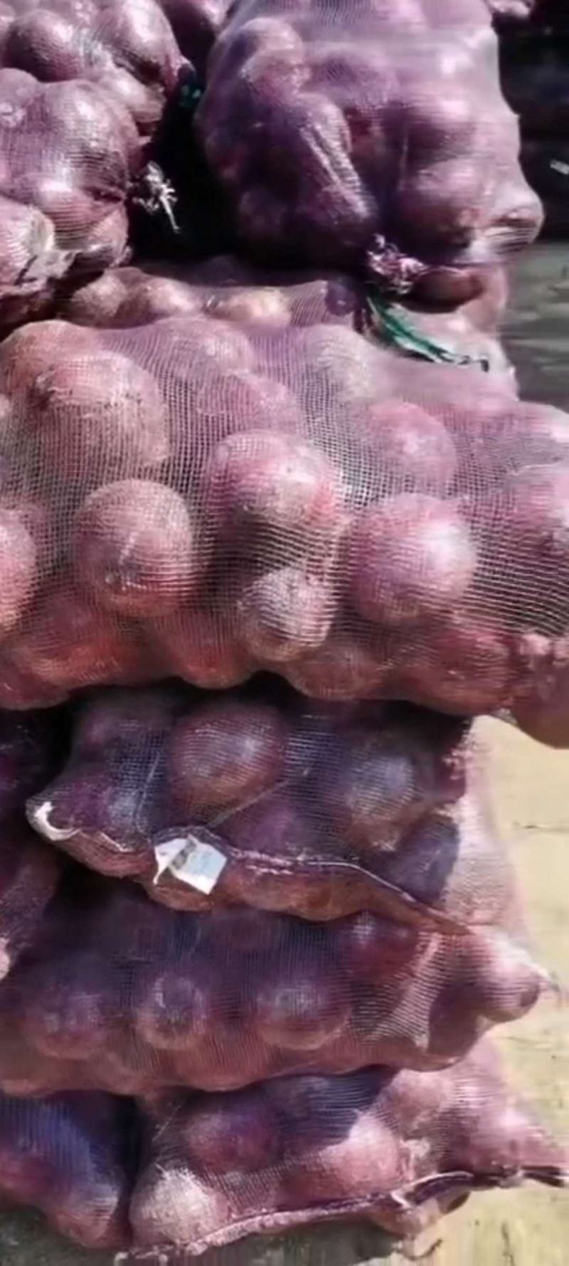 红皮洋葱大量供应