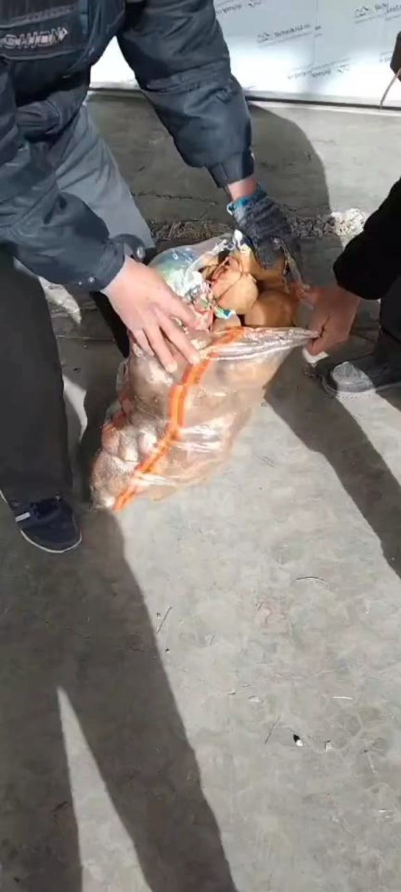 土豆/荷兰十五土豆/河南土豆大量有货产地直发