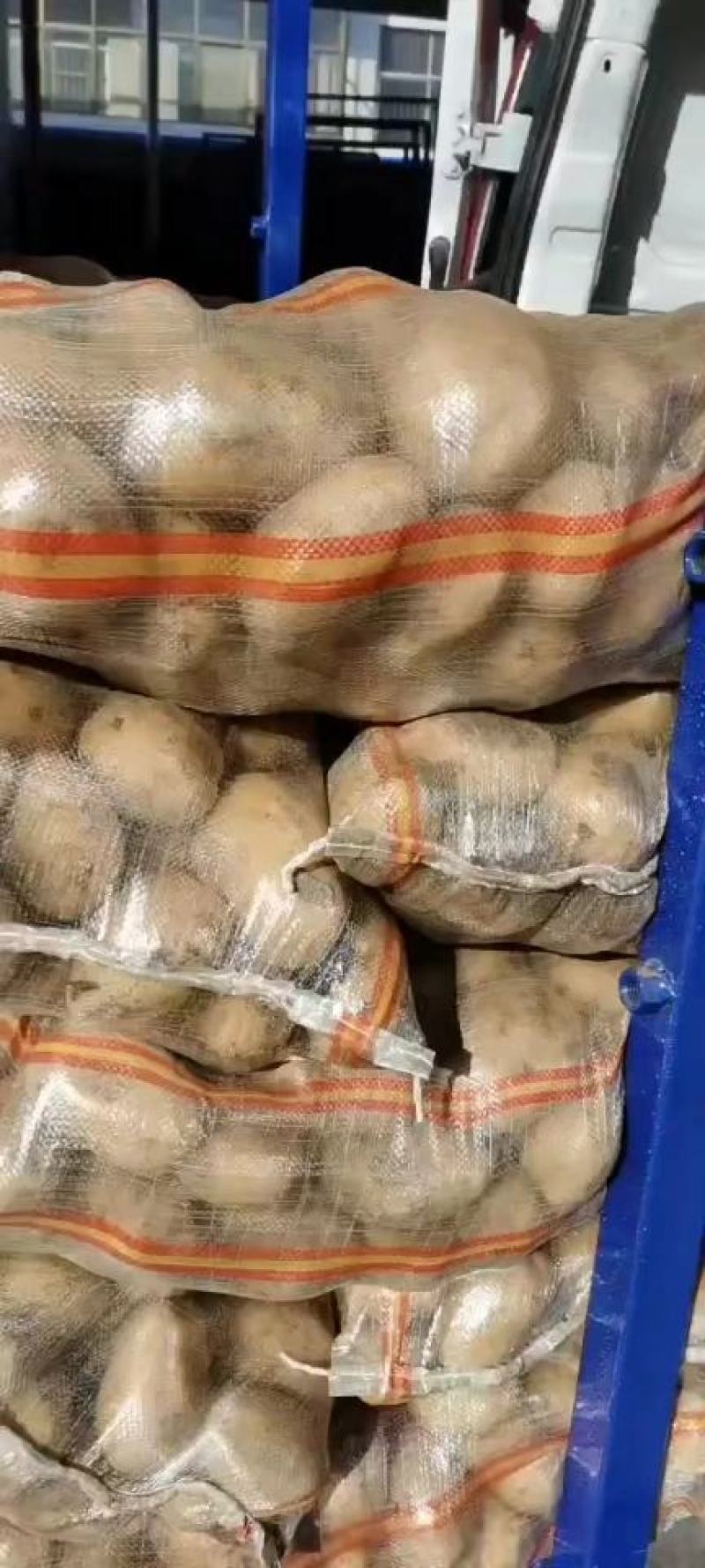 土豆/荷兰十五土豆/河南土豆大量有货产地直发