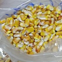 新疆一级二级干黄玉米粒