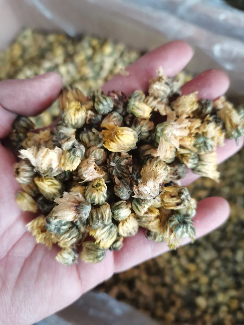 胎菊胎菊米甘菊头茬京胎菊桐乡胎菊各种花茶类