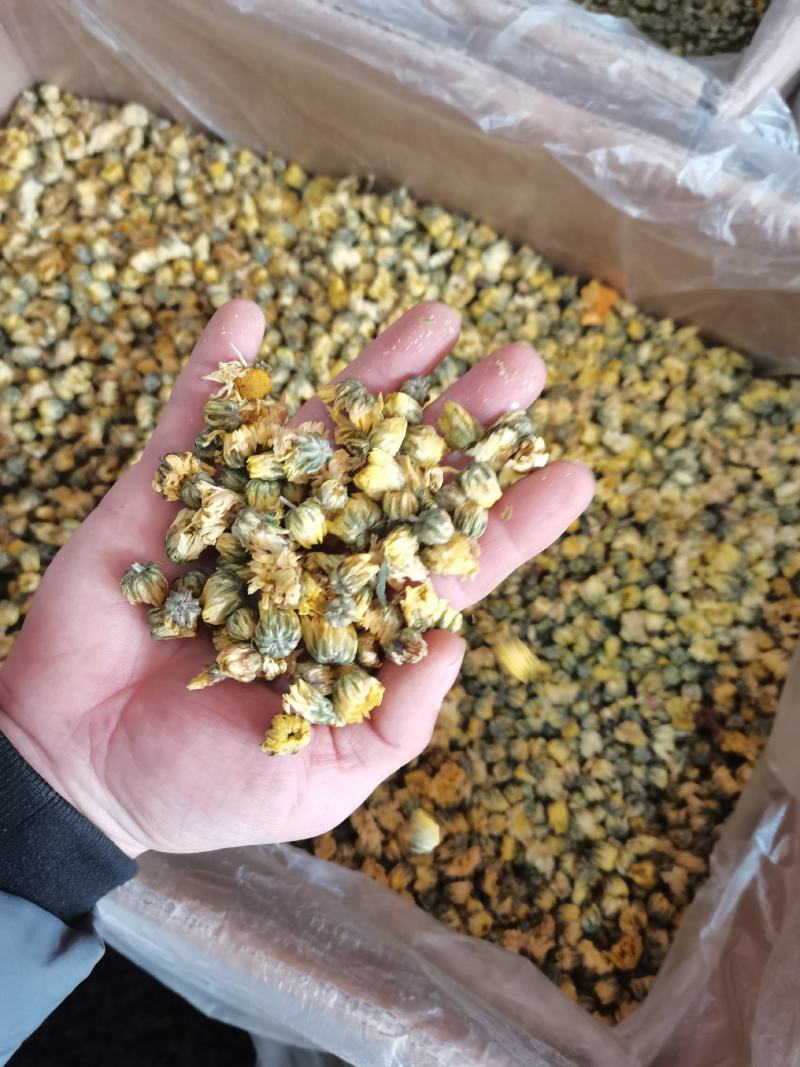 胎菊胎菊米甘菊头茬京胎菊桐乡胎菊各种花茶类