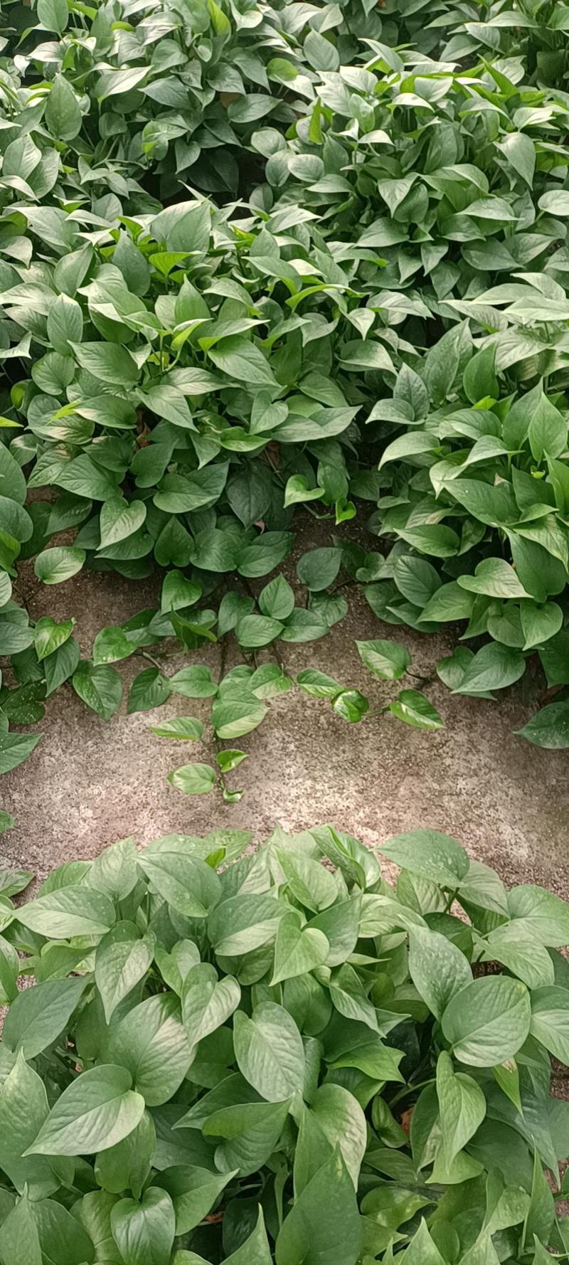 360长藤绿萝基地直销除甲醛净化空气绿萝盆栽室内植物水培