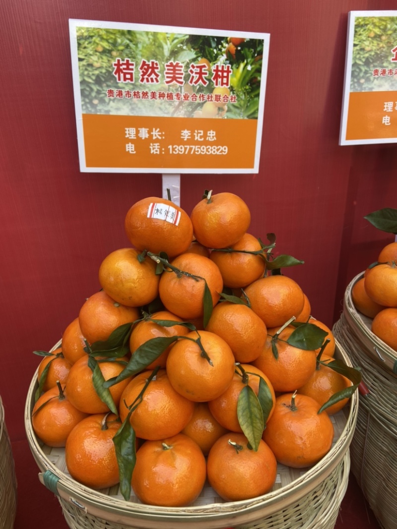 广西贵港沃柑代办打蜡服务中心
