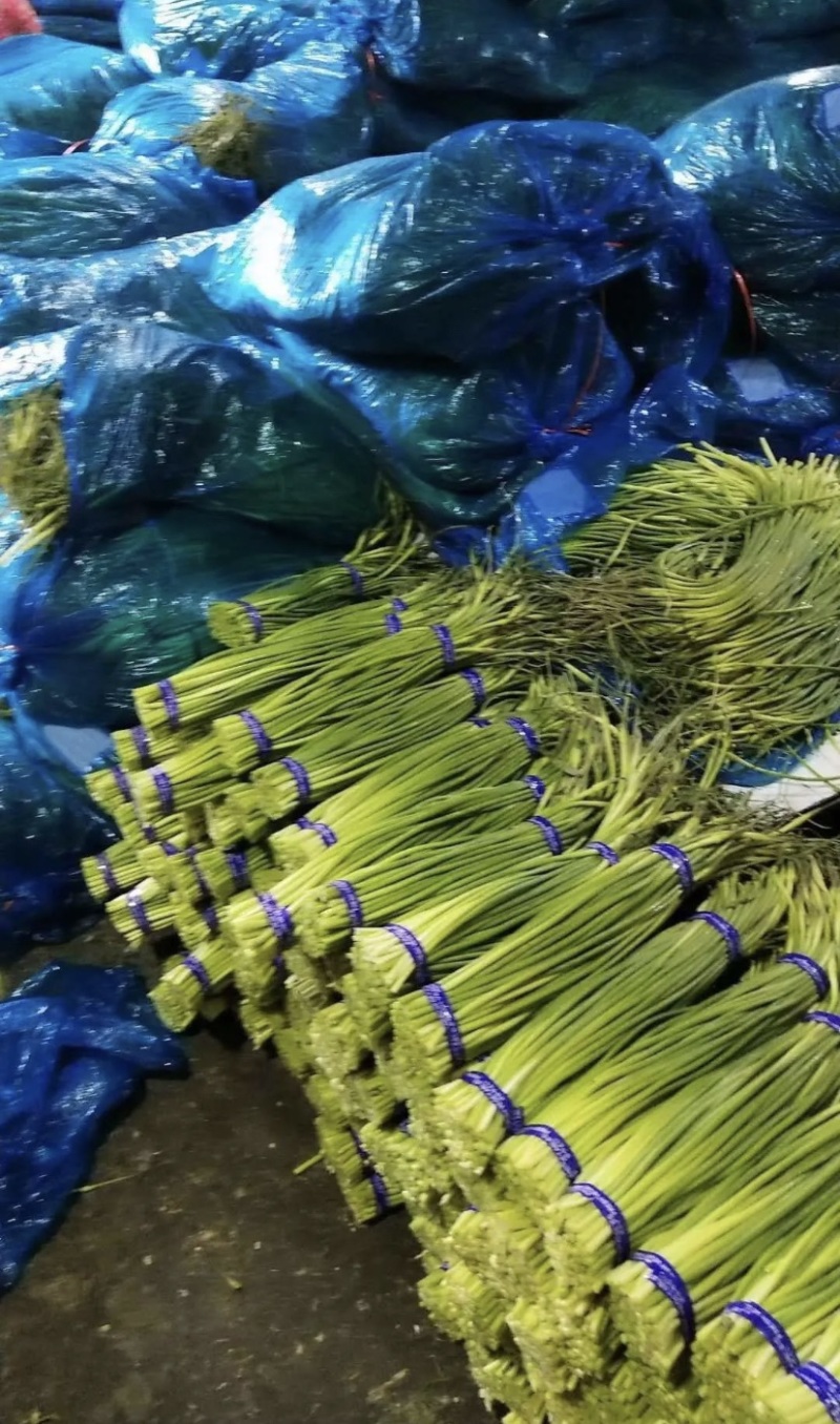 （精品白根蒜薹）货源稳定河北邯郸新蒜苔大量现货供应