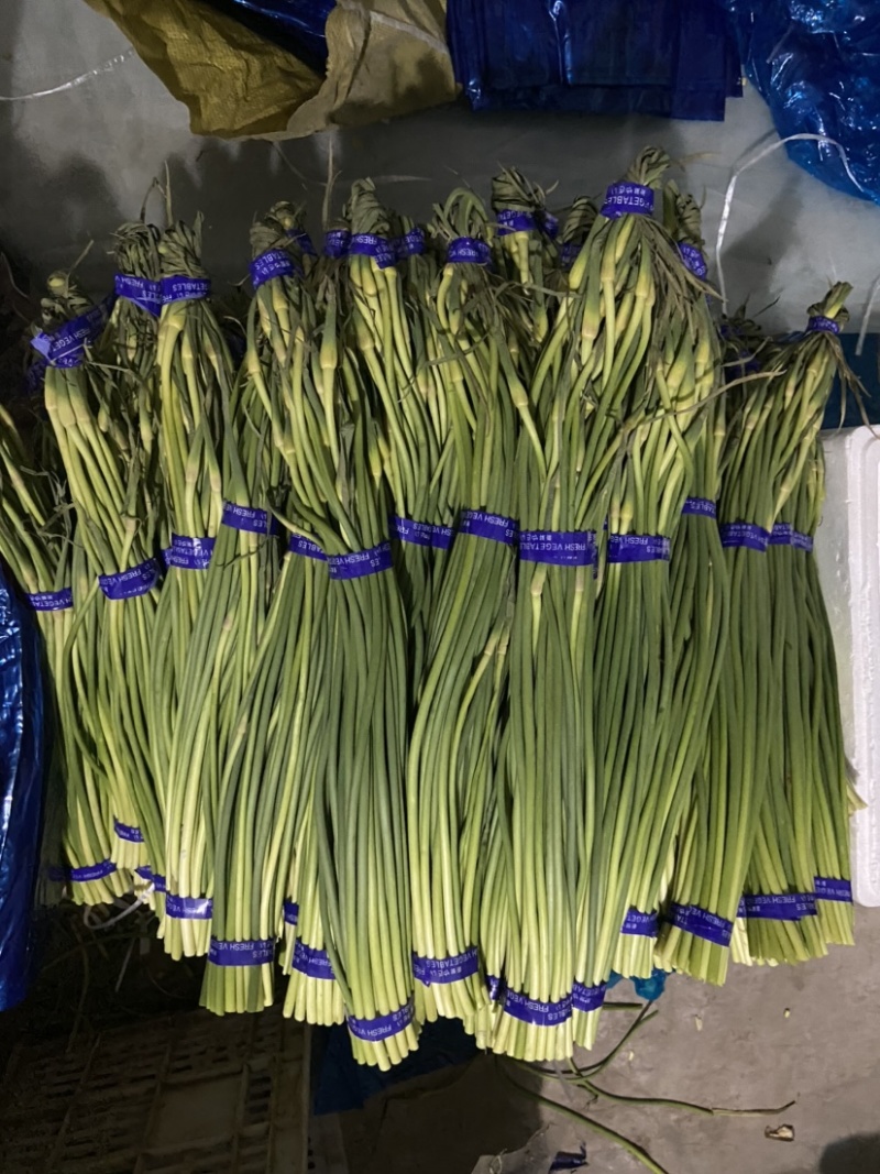 （精品白根蒜薹）货源稳定河北邯郸新蒜苔大量现货供应