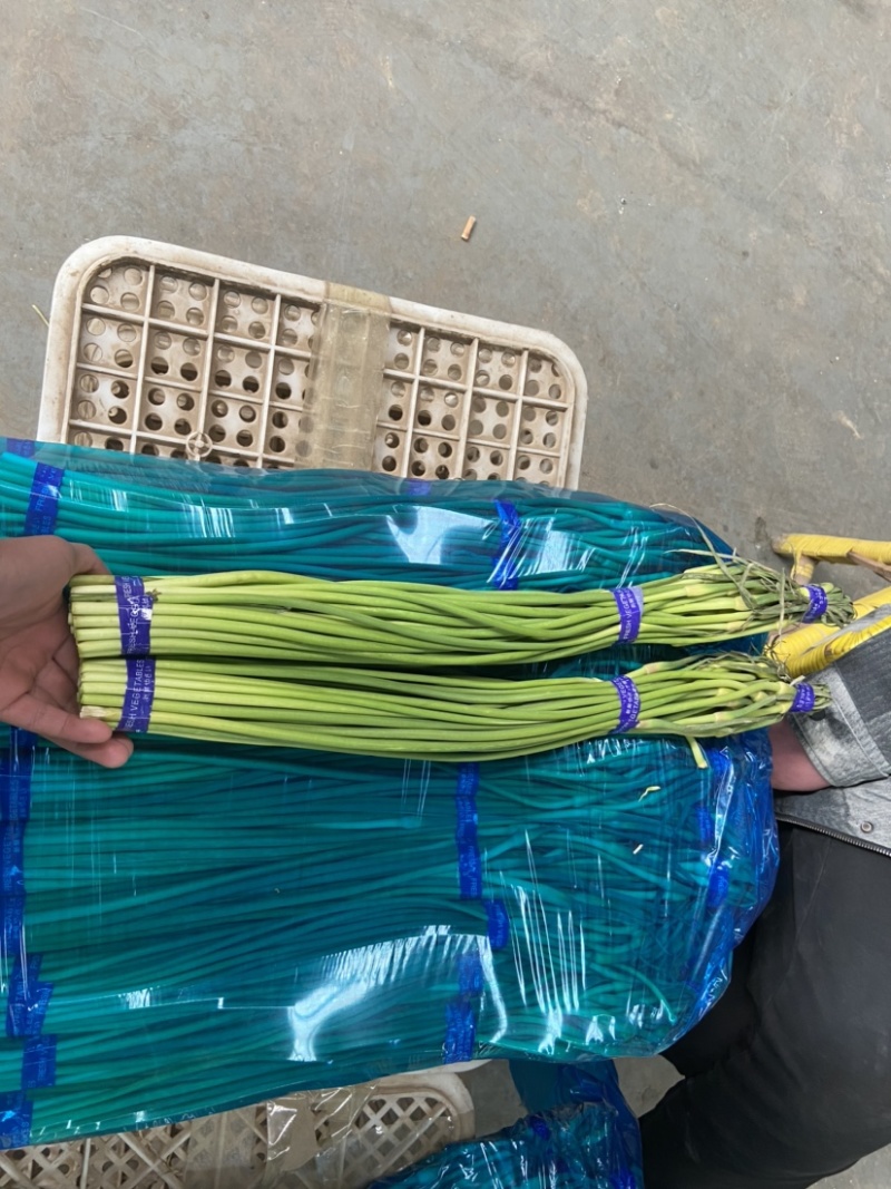 （精品白根蒜薹）货源稳定河北邯郸新蒜苔大量现货供应