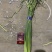 （精品白根蒜薹）货源稳定河北邯郸新蒜苔大量现货供应