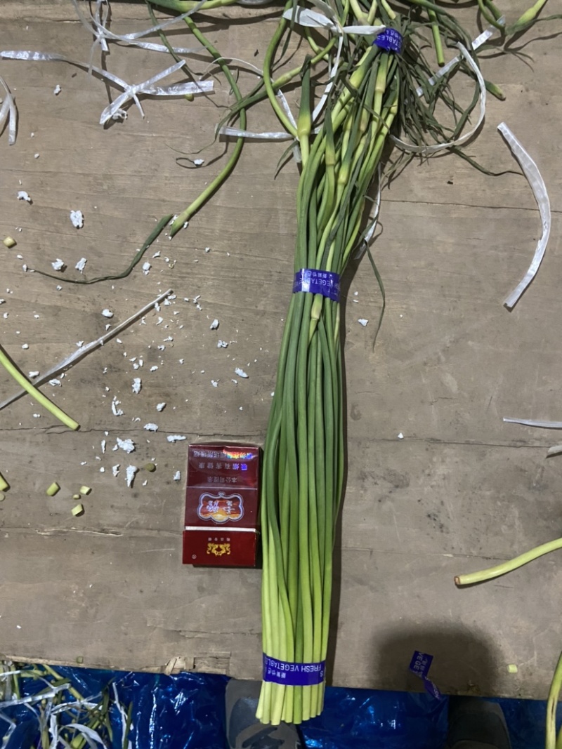 （精品白根蒜薹）货源稳定河北邯郸新蒜苔大量现货供应