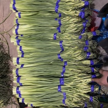 （精品白根蒜薹）货源稳定河北邯郸新蒜苔大量现货供应
