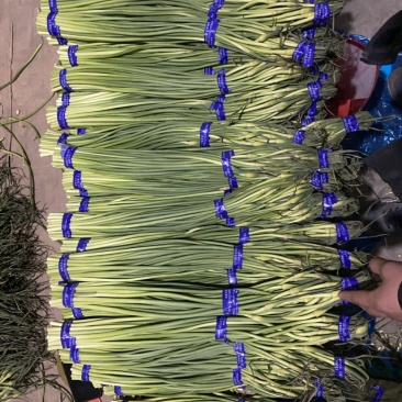 （精品白根蒜薹）货源稳定河北邯郸新蒜苔大量现货供应