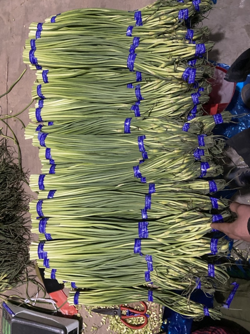 （精品白根蒜薹）货源稳定河北邯郸新蒜苔大量现货供应