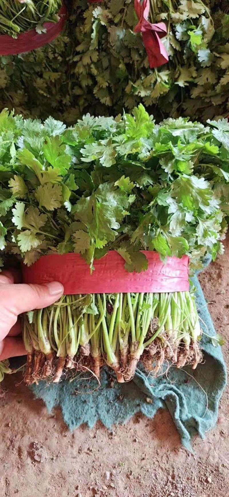 精品大叶香菜产地直发诚信经营发全国保质保量一手货源
