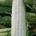 万糯2000鲜玉米甜玉米，一手货源，云南优质品种，