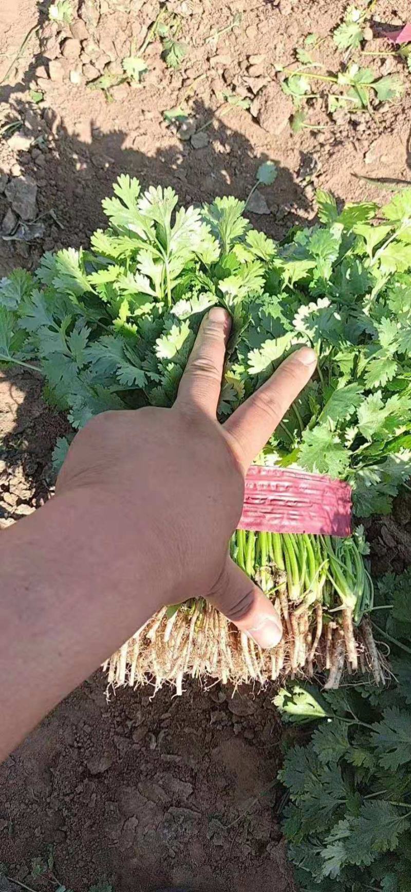 精品大叶香菜产地直发诚信经营发全国保质保量一手货源