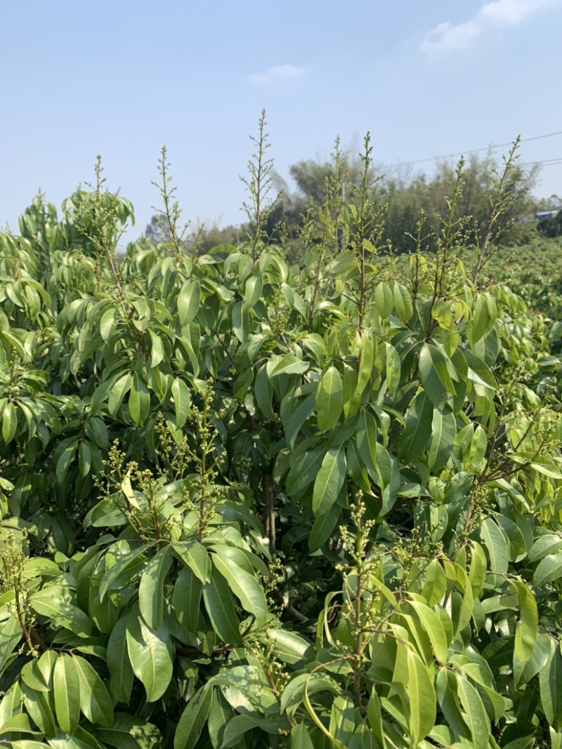 仙进奉荔枝苗带花发货，根须发达，第二年结果！