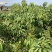 仙进奉荔枝苗带花发货，根须发达，第二年结果！