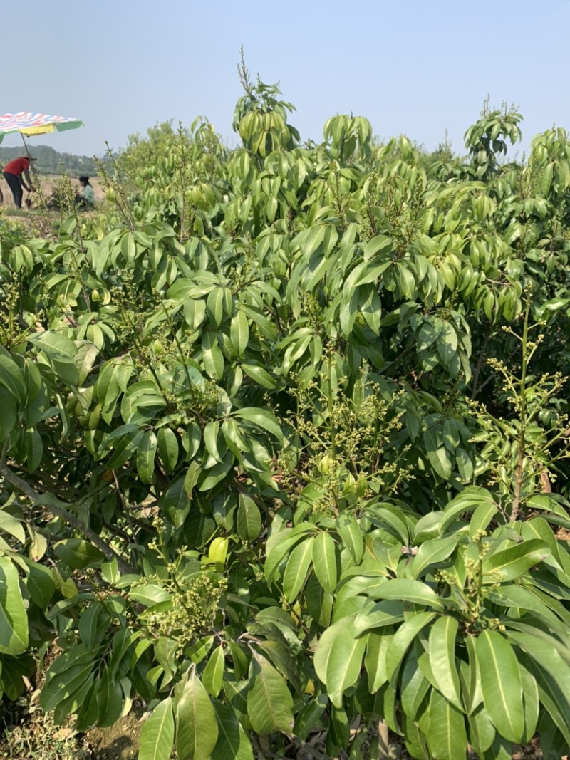 仙进奉荔枝苗带花发货，根须发达，第二年结果！