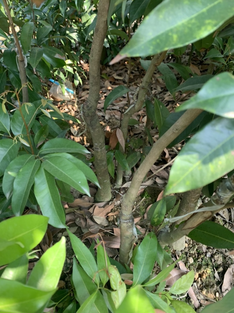 仙进奉荔枝苗带花发货，根须发达，第二年结果！