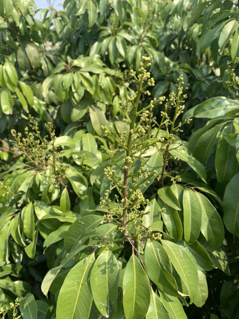 仙进奉荔枝苗带花发货，根须发达，第二年结果！