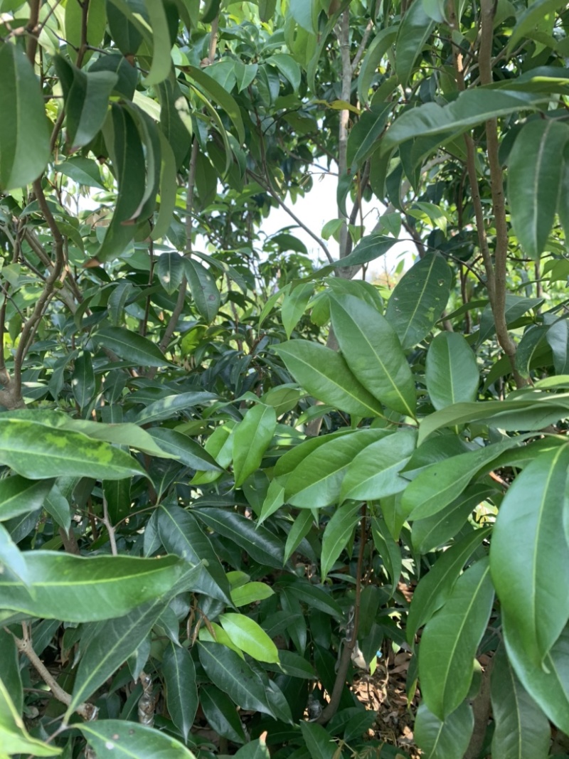 仙进奉荔枝苗带花发货，根须发达，第二年结果！