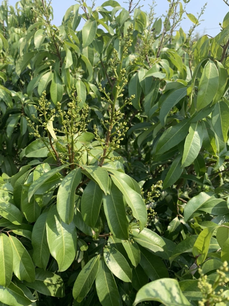 仙进奉荔枝苗带花发货，根须发达，第二年结果！