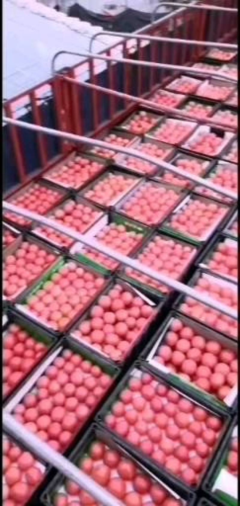 精品硬粉西红柿，果匀色正，大小都有，欢迎来电咨询