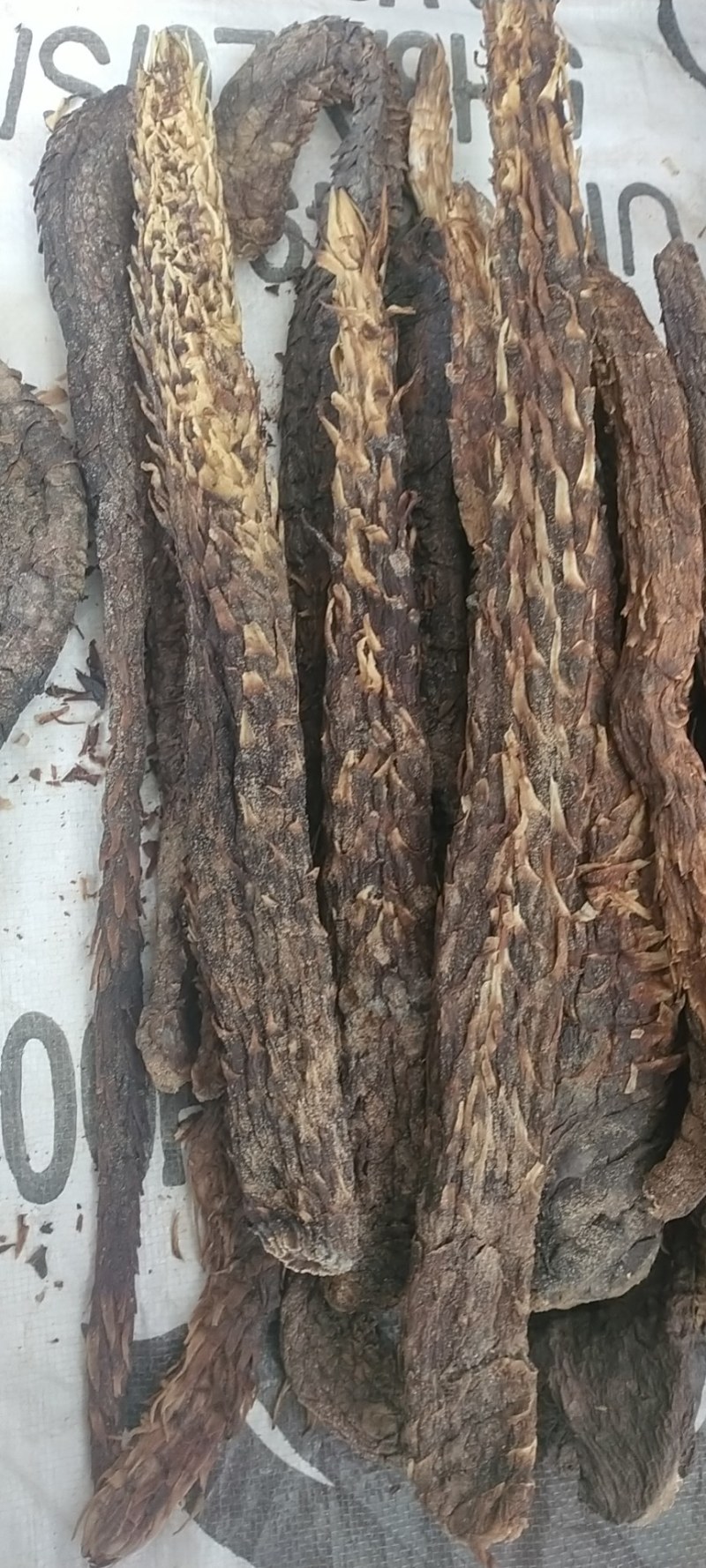 中药材/中药根茎类/内蒙古阿拉盟善冬季肉苁蓉