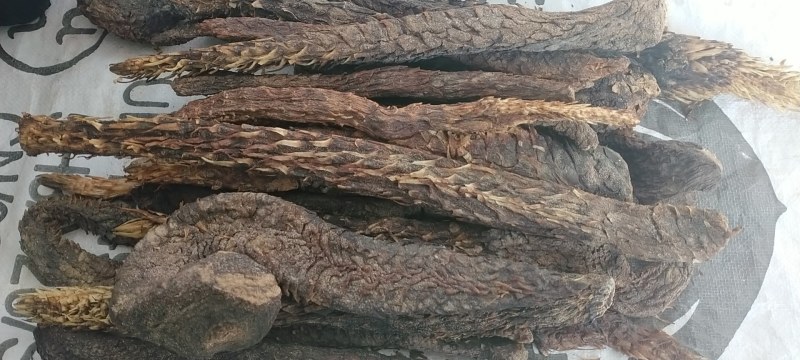 中药材/中药根茎类/内蒙古阿拉盟善冬季肉苁蓉