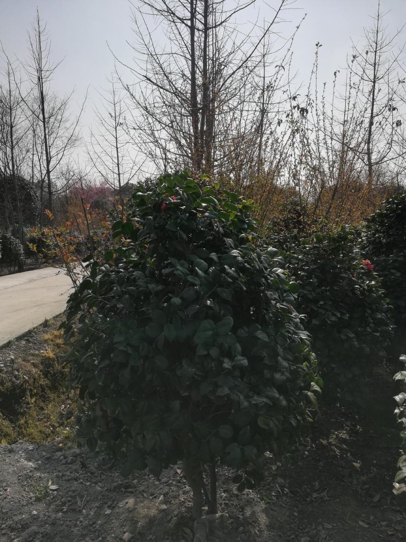 茶花，从业十多年资源强大价格公开透明。。：。。。。