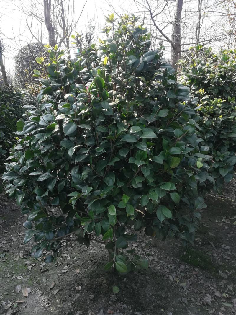 茶花，从业十多年资源强大价格公开透明。。：。。。。