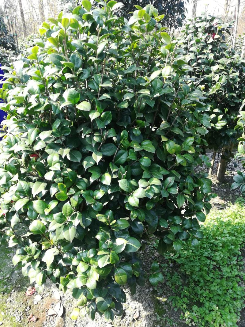 茶花，从业十多年资源强大价格公开透明。。：。。。。