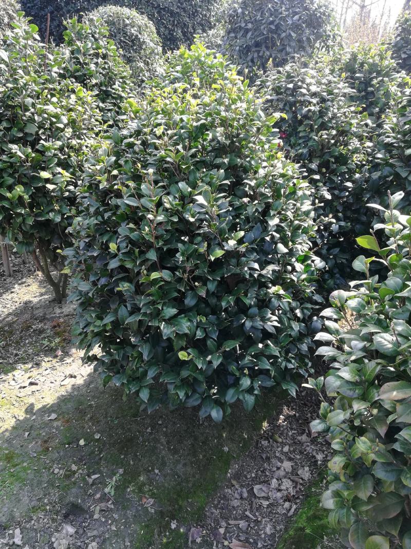 茶花，从业十多年资源强大价格公开透明。。：。。。。