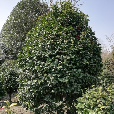茶花，从业十多年资源强大价格公开透明。。：。。。。
