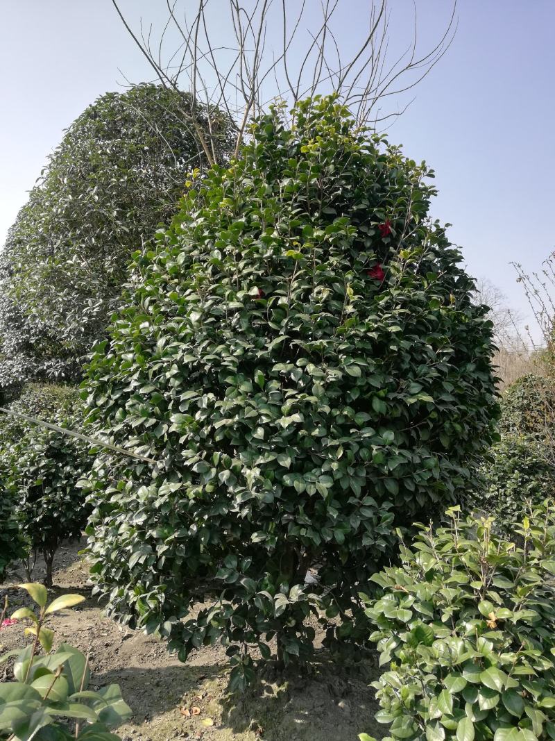 茶花，从业十多年资源强大价格公开透明。。：。。。。