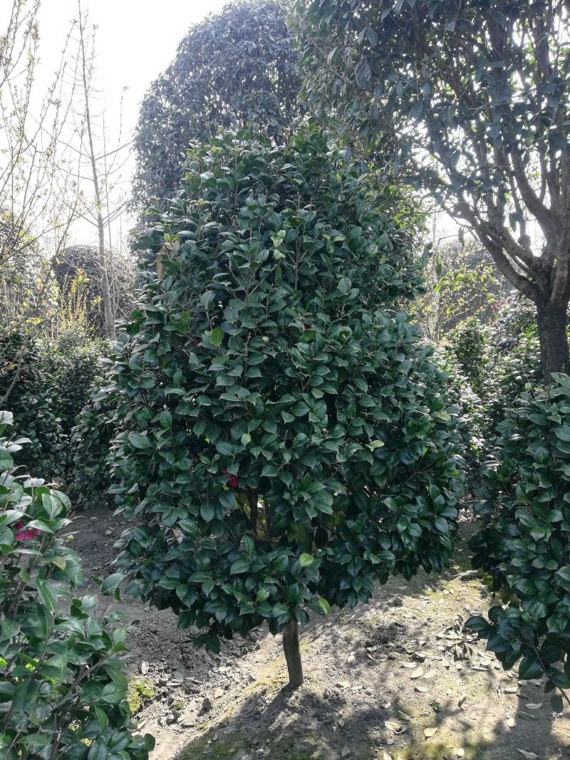 茶花，从业十多年资源强大价格公开透明。。：。。。。
