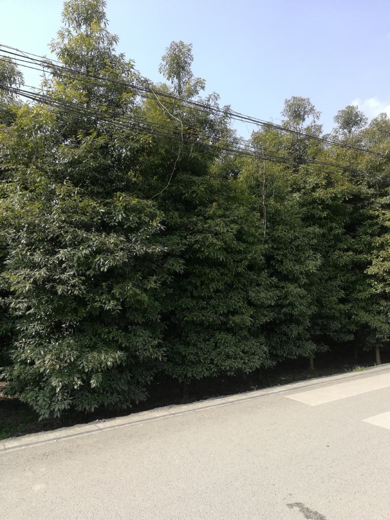 楠木，6至20公分大量，从业十多年资源强大价格公开透明