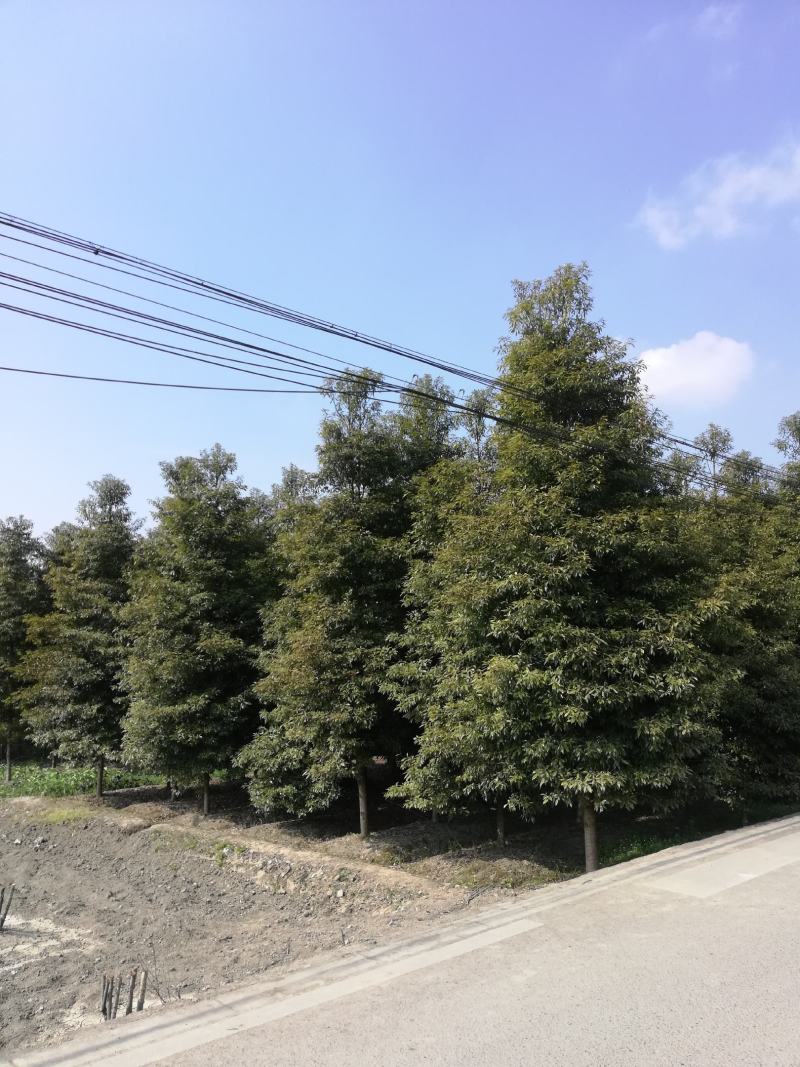 楠木，6至20公分大量，从业十多年资源强大价格公开透明